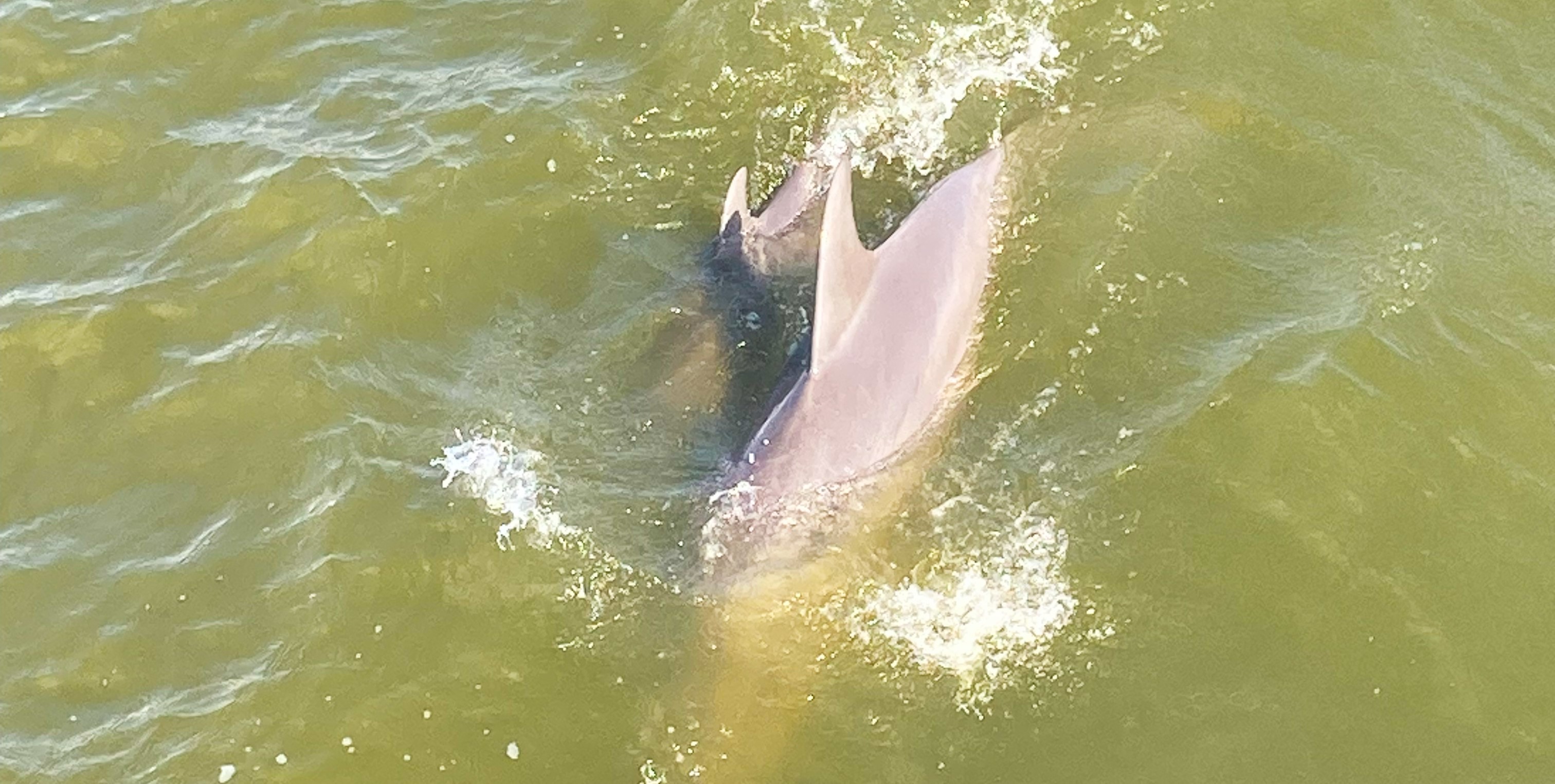 Marine Science Minor